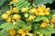 خواص اعجاب برانگیز سنا
