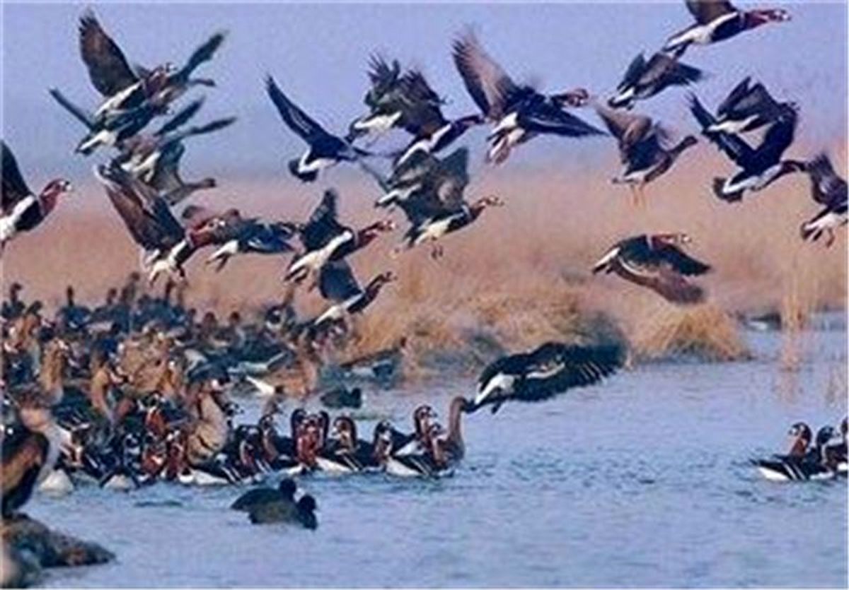کوچ ۵۰ هزار پرنده به تالاب‌های چهارمحال و بختیاری