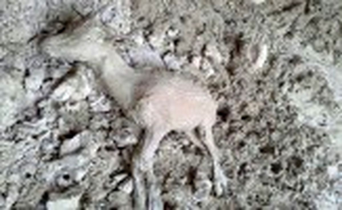 
بیش از ده‌ها کل و بز در آستانه مرگ

