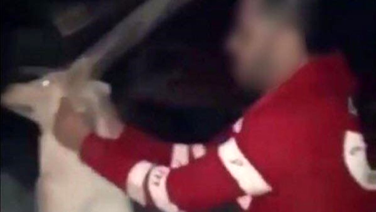 متهم کلیپ جنجالی حیوان آزاری دستگیر شد