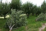 قطع درختان محدوده کوی دانشگاه تهران