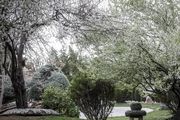 شکوفه‌های بهاری در تهران/ گزارش تصویری