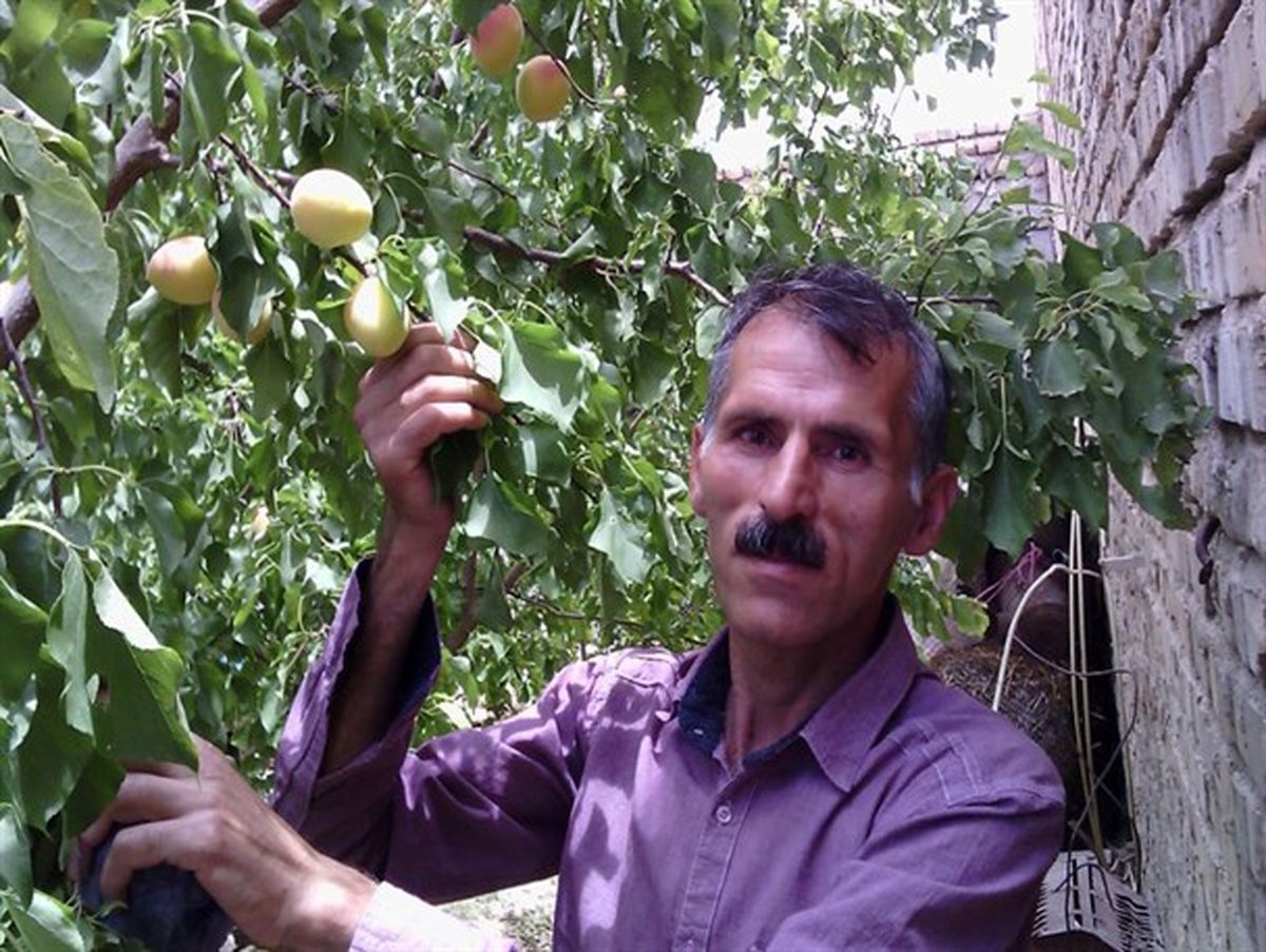 برداشت زردآلوهای ۱۰۰ گرمی توسط کشاورز گرمه‌ای / تصاویر