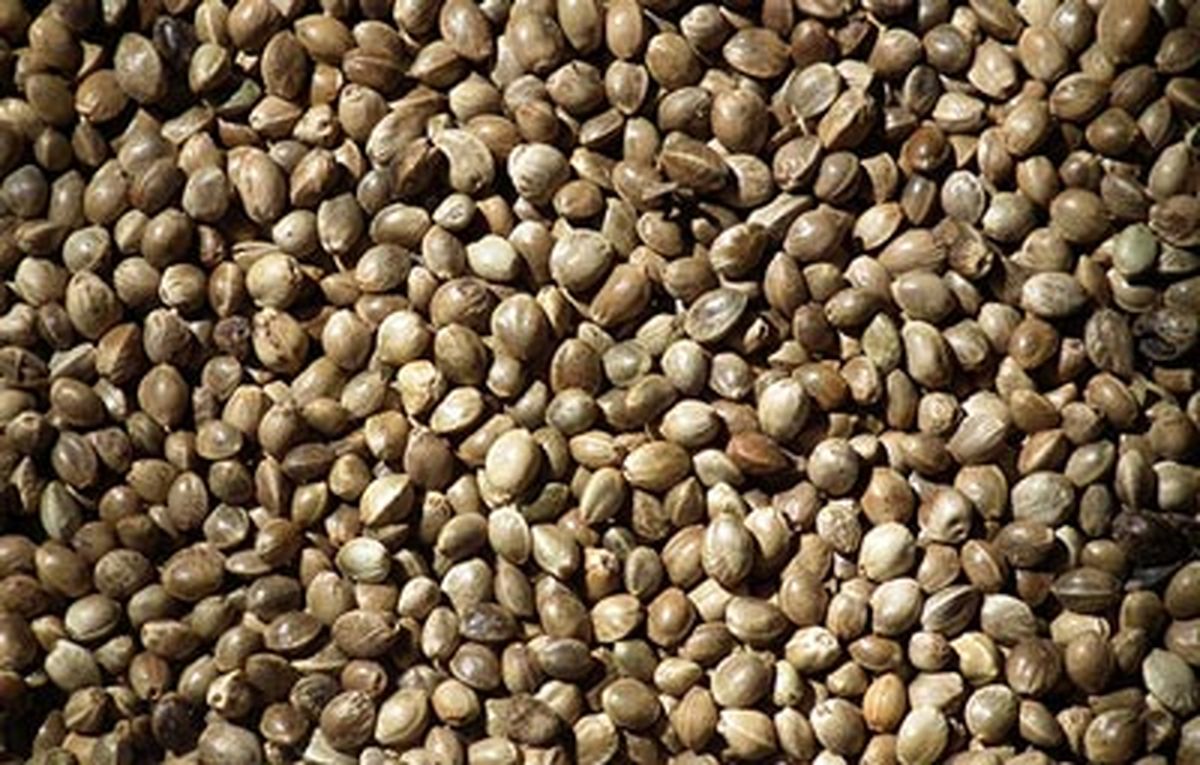 شاهدانه چه خاصیتی دارد؟
