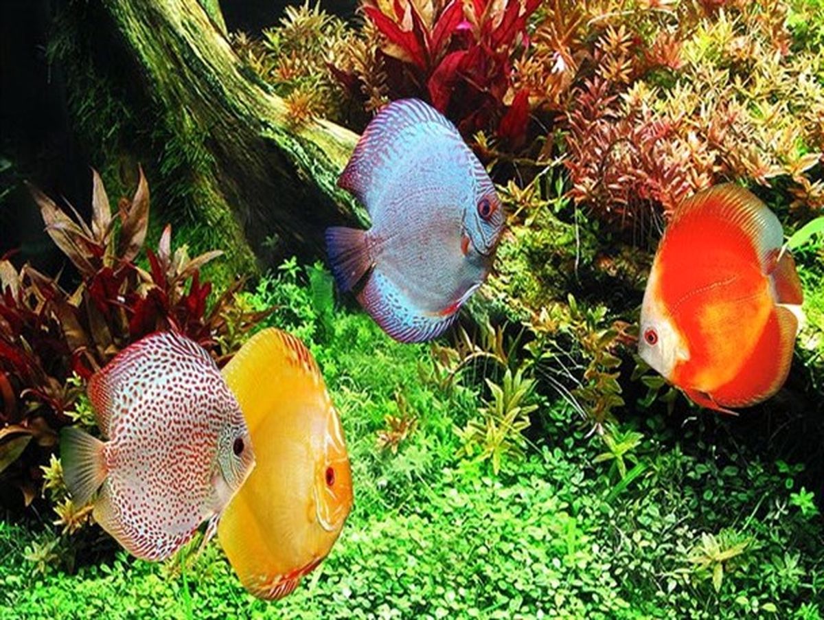 
1میلیون دلار ماهیان زینتی از استان مرکزی صادر می شود