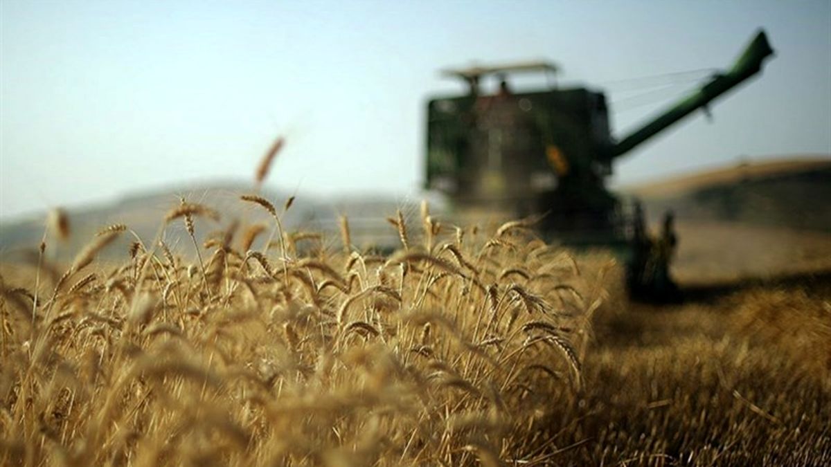 ۴۰ درصد مطالبات گندمکاران پرداخت شد
