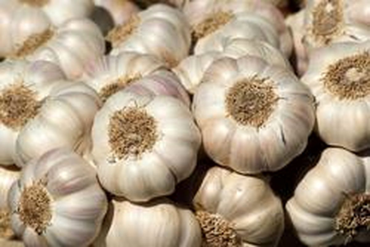 چگونه با سیر لاغر شویم؟!