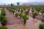 پرداخت ۴۱۱ میلیارد تومان به کشاورزان خسارت‌دیده