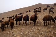 فروش دام گوشتی با قیمت زیر ۱۳ هزار تومان توجیه ندارد