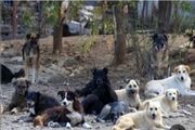
تطهیر غرب در بی‌بی‌سی با سگ و گربه
