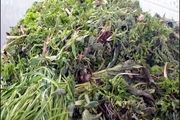 در مصرف گیاهان بهاری احتیاط کنید