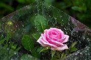  بازار فروش گل و گیاه در روزهای پایانی سال/ گزارش تصویری