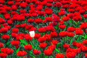 جشنواره لاله‌های کرج /گزارش تصویری