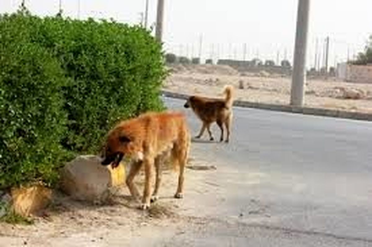 سوزاندن ۳۰۰ سگ در اهواز صحت دارد؟
