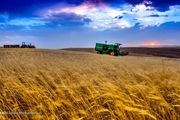 اصلاح قیمت خرید تضمینی گندم همچنان در بلاتکلیفی