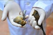 مهاجرت ویروس همه گیر آنفلوانزاهای فوق حاد پرندگان
