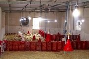 پرورش مرغ سبز روشی نو برای تولید مرغ‌های ارگانیک