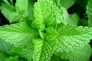 دمنوشی که معده درد را ضربه فنی می‌کند