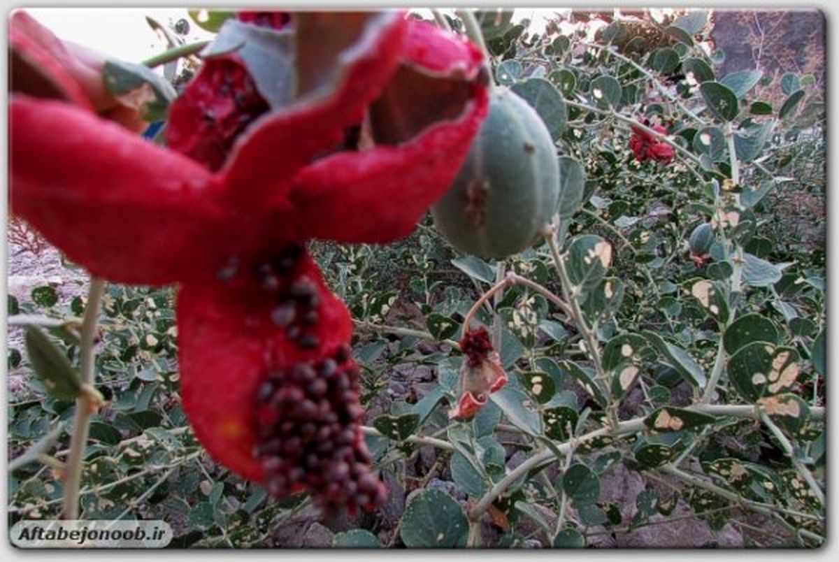 لگجی،میوه ای ناشناخته اما پرخاصیت در کهگیلویه وبویراحمد+تصاویر