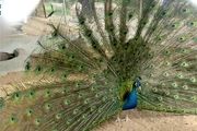 باغ پرندگان و چرندگان قمصر کاشان+ تصاویر