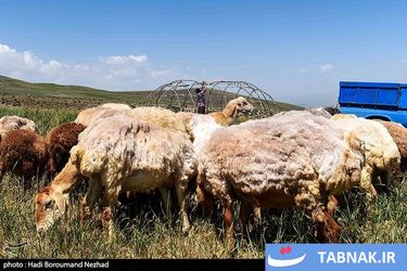 روز ملی روستا و عشایر/گزارش تصویری