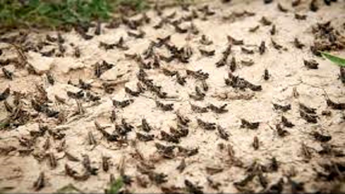 خبری از هجوم ملخ صحرایی نیست
