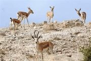 تلاش نافرجام برای خارج کردن بره‌آهو از جزیره خارگ
