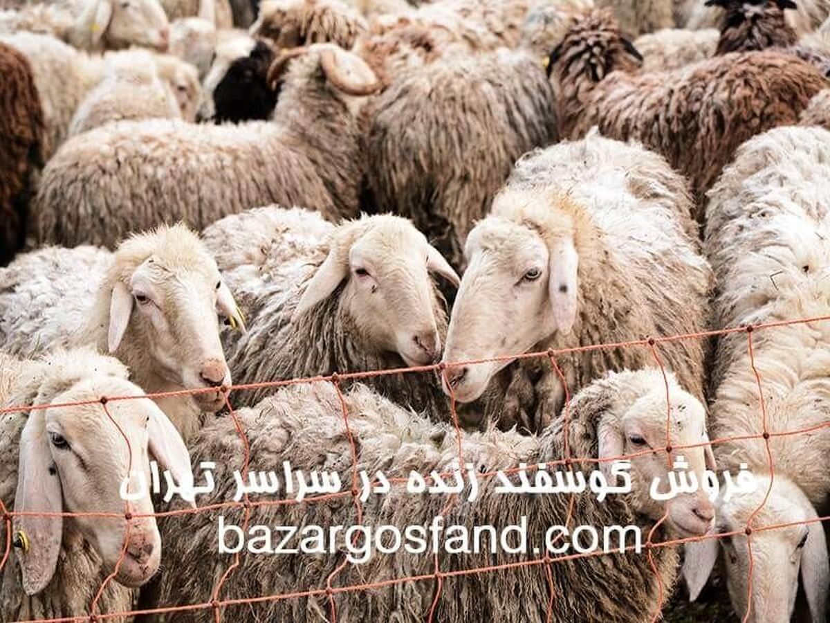 خرید گوسفند زنده با قیمت استثنایی در تهران
