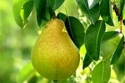 با این میوه خوشمزه سه سوته لاغر شوید