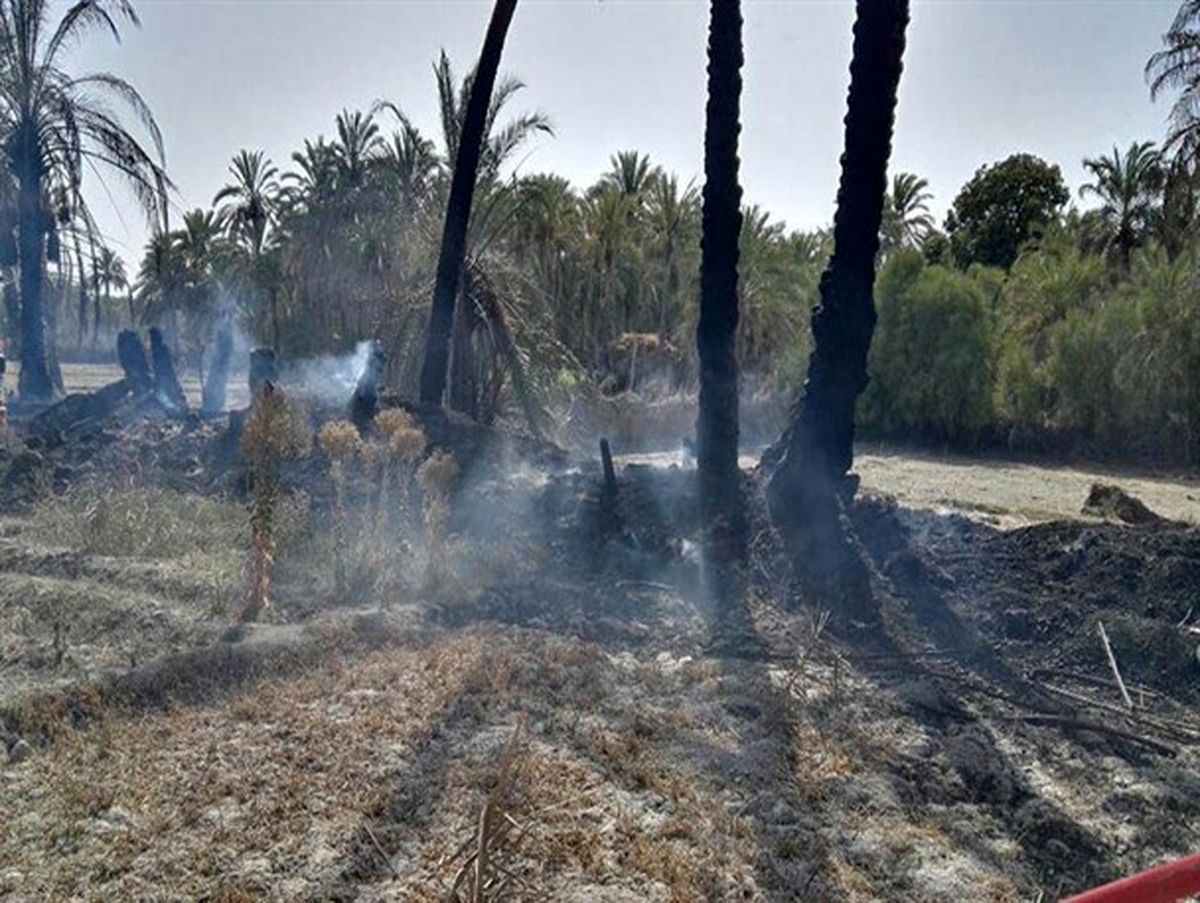 
۲۳۰ نخل خرمای دهستان حمیری و روستای چندوکان از توابع قصرقند طعمه حریق شد