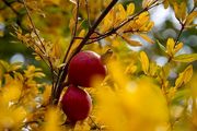 جشنواره یاقوت‌های سرخ /گزارش تصویری