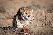 اعتباری که می‌توانست پارک ملی توران را احیا کند اما ...
