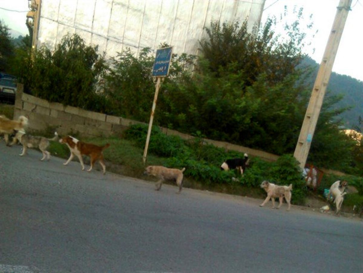 جولان سگ‌های ولگرد در ماسال + تصاویر