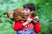 کوچ دام از شالیزارها به منطقه کوهستانی / گزارش تصویری