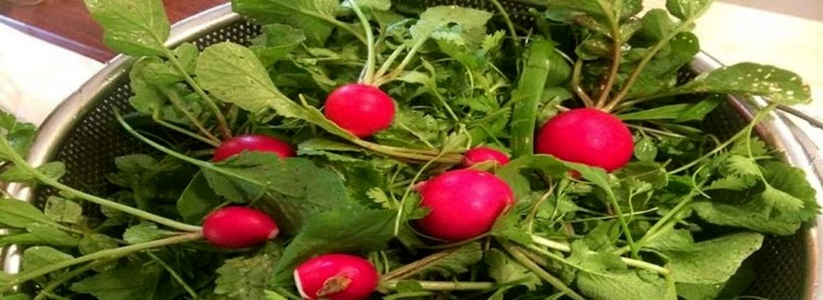 فواید اعجاب برانگیز  برگ تربچه