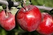 با این میوه کبد چرب خود را درمان کنید
