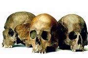 بزرگترین کلکسیون جمجمه در جهان