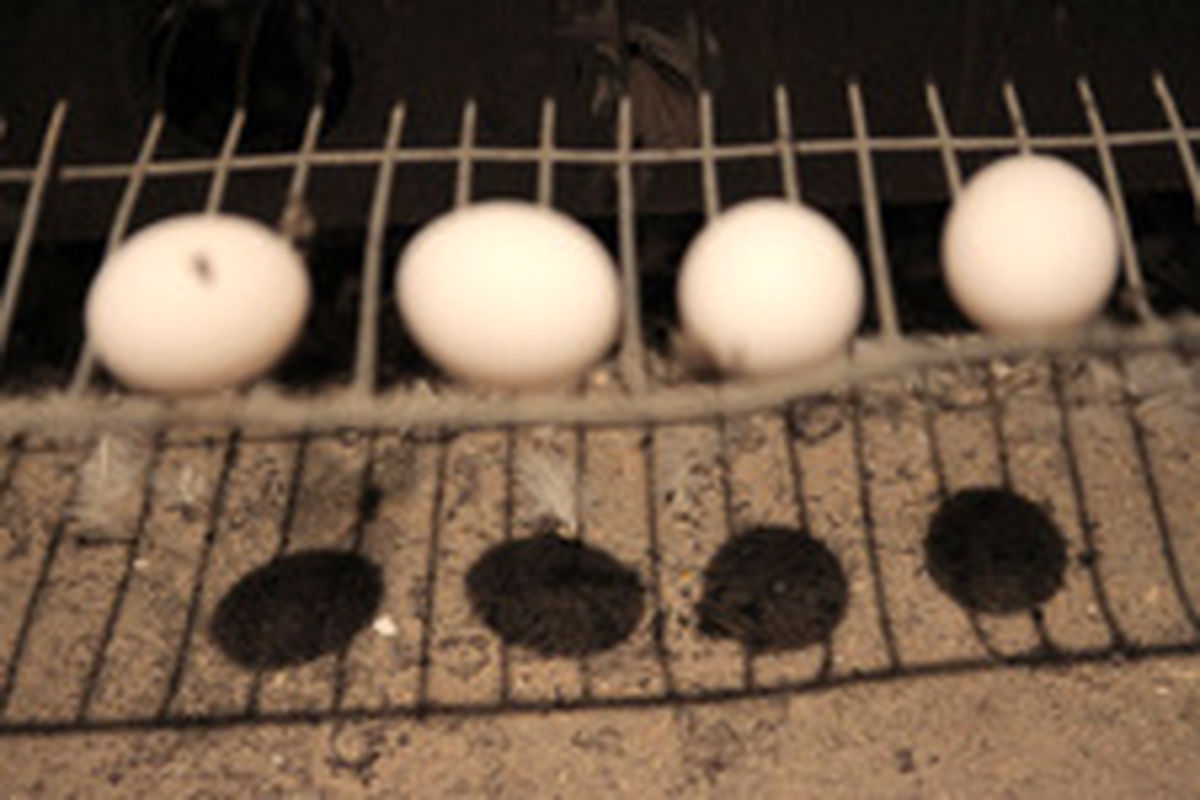 ۴۵ هزار تن تخم مرغ در آستانه فاسد شدن