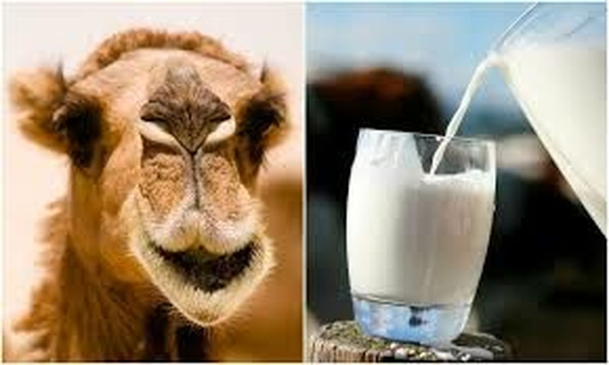 فریب تبلیغات شیر شتر را نخورید