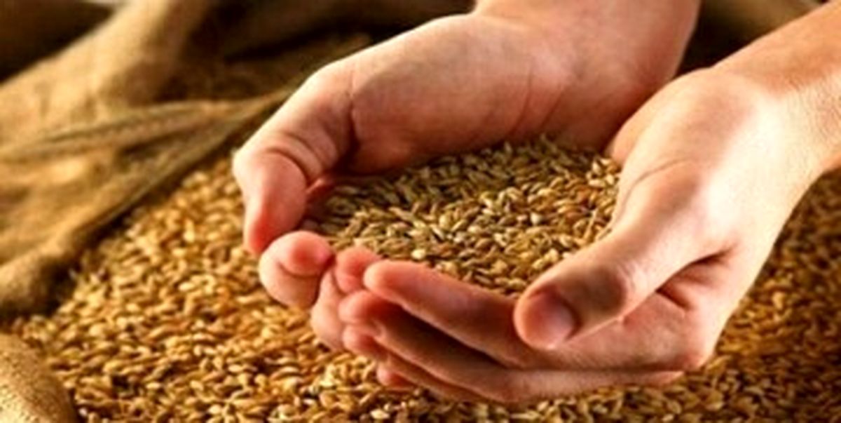 قیمت خرید تضمینی گندم در سال ۱۴۰۳/ ابلاغیه مهم به گندمکاران