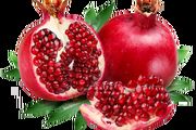 برداشت انار در اورامانات/ عکس