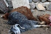 قطب دامداری کشور در معرض تهدید