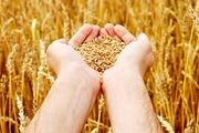 افزایش قیمت ذرت در بازارهای جهانی