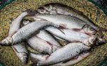 قیمت روز انواع ماهی و میگو در بازار 