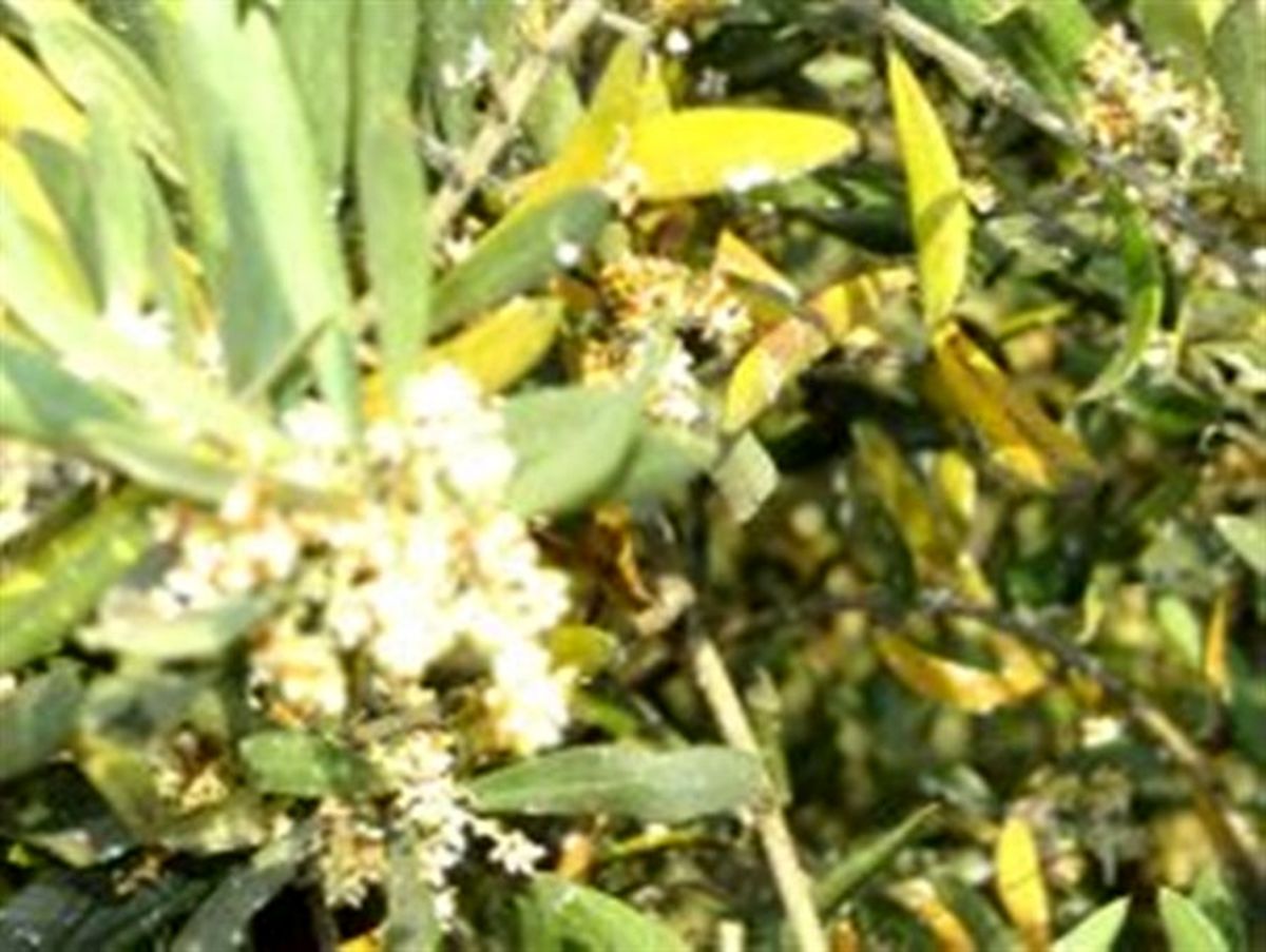 زنگ خطر افزایش بیماری لکه طاووسی در باغات طارم و بی‌توجهی مسئولان