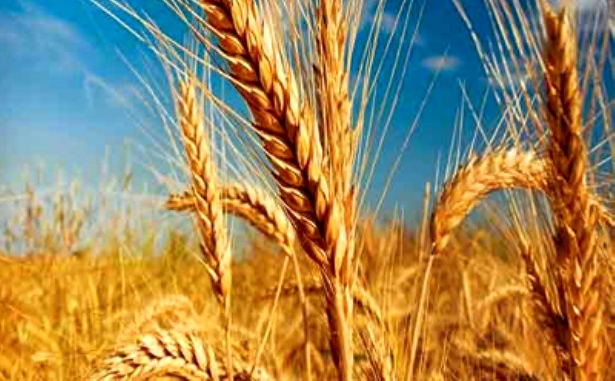 قیمت ۲ هزار و ۵۰۰ تومانی گندم جوابگوی هزینه تولید نیست