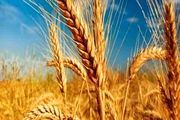ابلاغ نرخ جدید گندم +سند