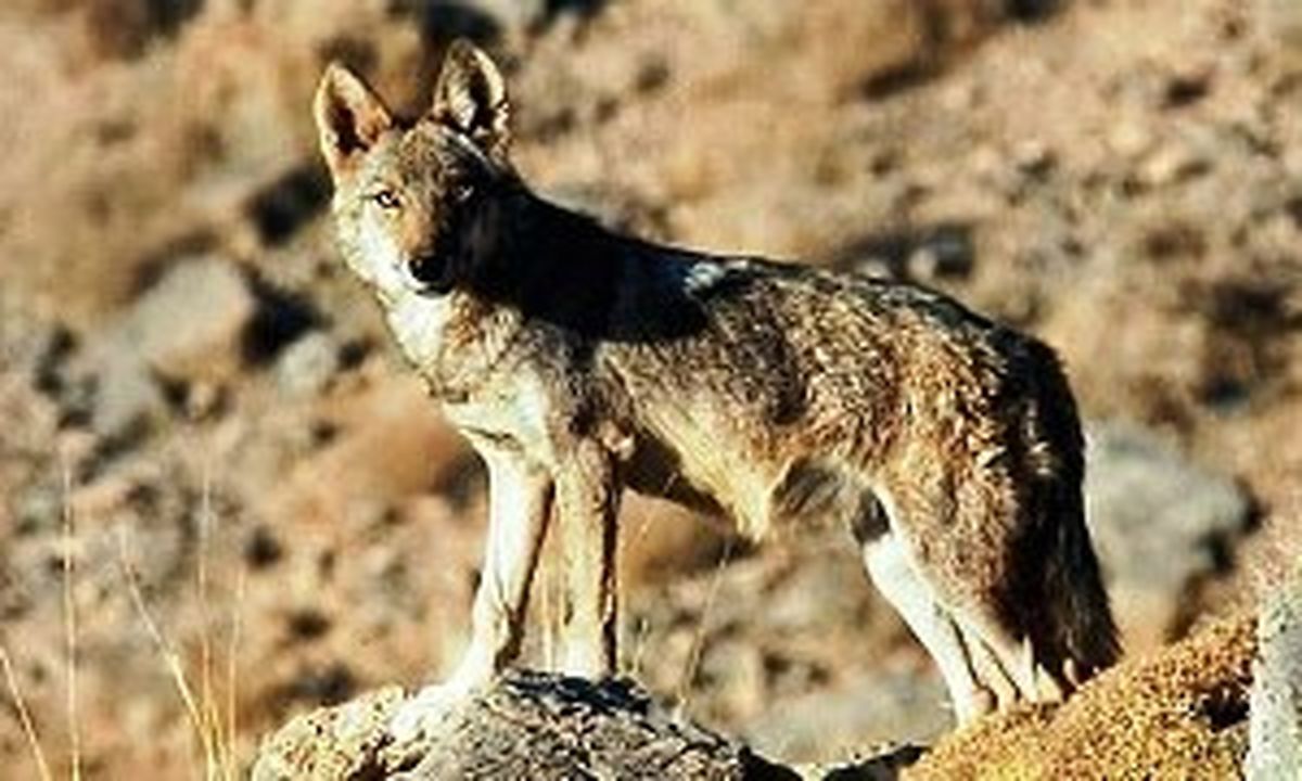 گرگ خاکستری در قزوین/ عکس