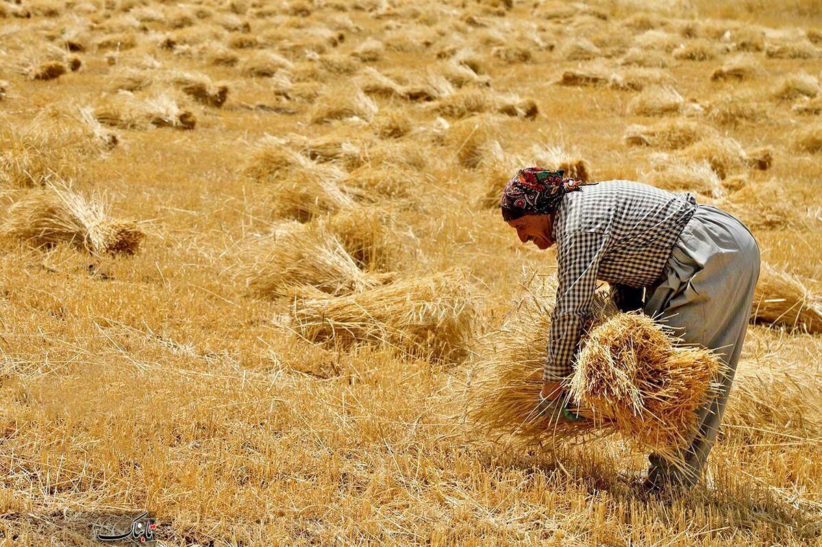 گزارش شهروند خبرنگار از تاخیر در پرداخت مطالبات گندمکاران سیستان و بلوچستان