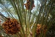 
گرده افشانی دستی نخل ، حساس‏ترین عملیات زراعی خرما
